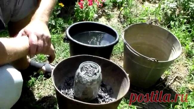 Почему огурцы растут крючком?