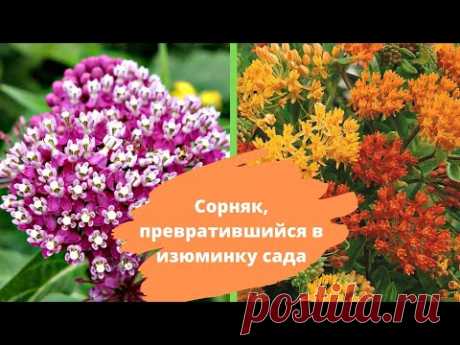 Привлекательный и необычный многолетник, но еще редкий гость в наших садах – ваточник