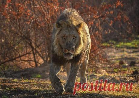 Дикие животные Африки на снимках Стивена Довера