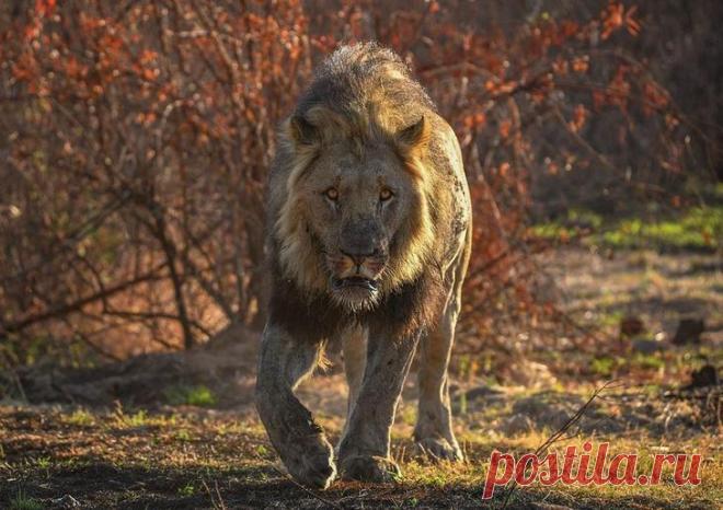 Дикие животные Африки на снимках Стивена Довера