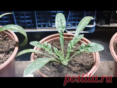 ГАЗАНИЯ СЕКРЕТ ПЫШНОГО КУСТА. Видео