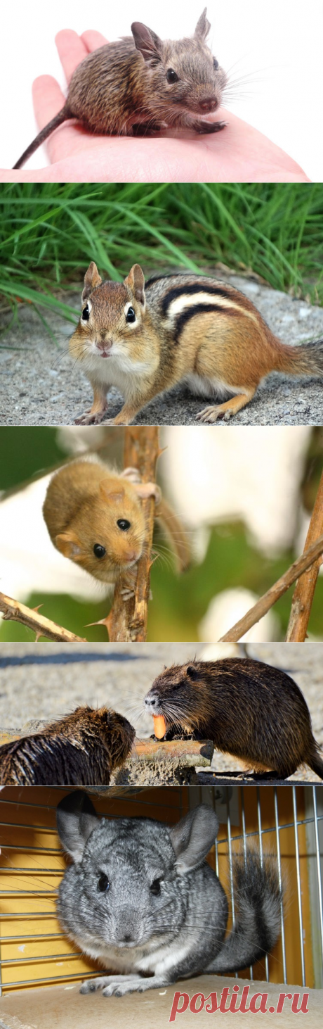 Какого грызуна выбрать? Бурундук, соня, морская свинка, дегу, нутрия, шиншилла | Животные