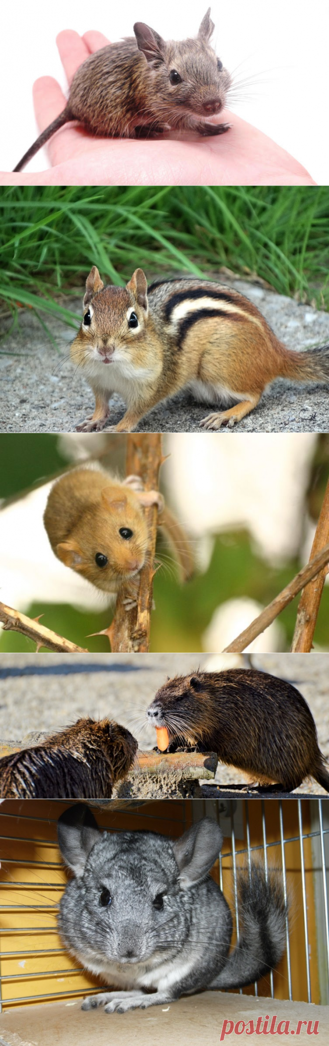 Какого грызуна выбрать? Бурундук, соня, морская свинка, дегу, нутрия, шиншилла | Животные