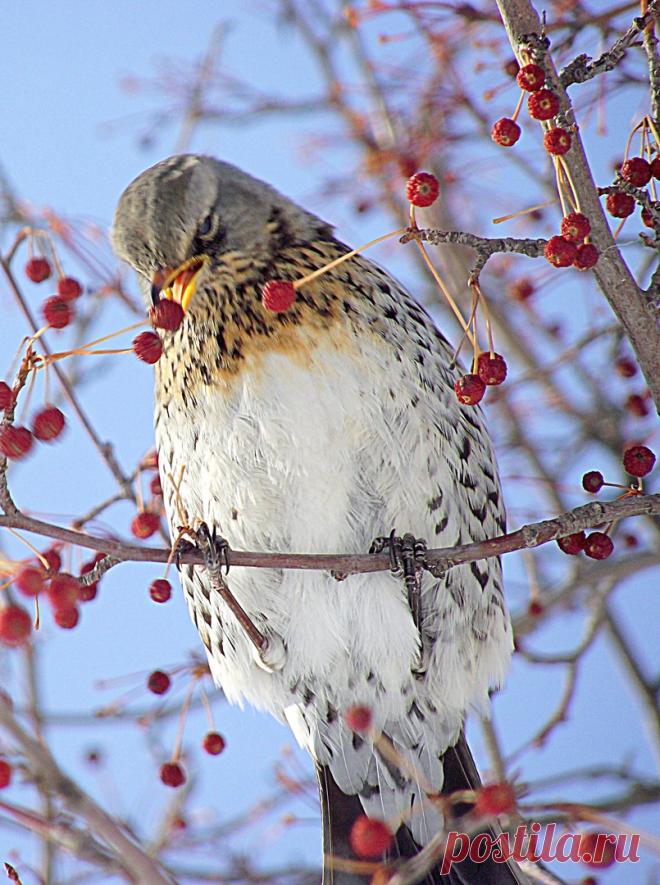Птицы Челябинской области