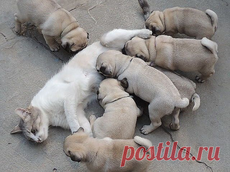 МАЧЕХА  ПРИШЛА