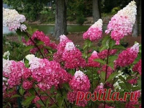 Цветы. Растения. Гортензия. Размножение гортензии черенкованием.