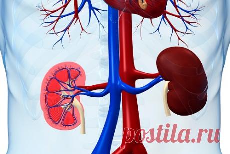 Почки — основа жизни всех внутренних органов - Народная медицина - медиаплатформа МирТесен