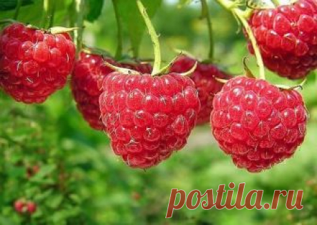 ЧТО ДЕЛАТЬ ЗА МАЛИНОЙ ОСЕНЬЮ: 5 ШАГОВ | 6 соток