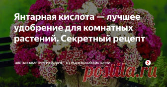 Янтарная кислота — лучшее удобрение для комнатных растений. Секретный рецепт Янтарная кислота очень хорошее средство, которое помогает растению лучше усваивать все необходимые микроэлементы. Благодаря янтарной кислоте цветы в доме становятся лучше, зеленее, а также лучше растут и цветут. Янтарную кислоту в качестве подкормки можно вносить 1-2 раза в месяц, но не больше.
