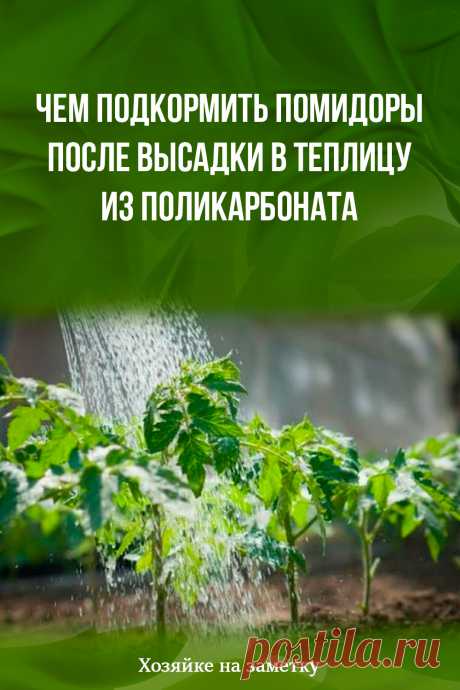 Чем подкормить помидоры после высадки в теплицу из поликарбоната