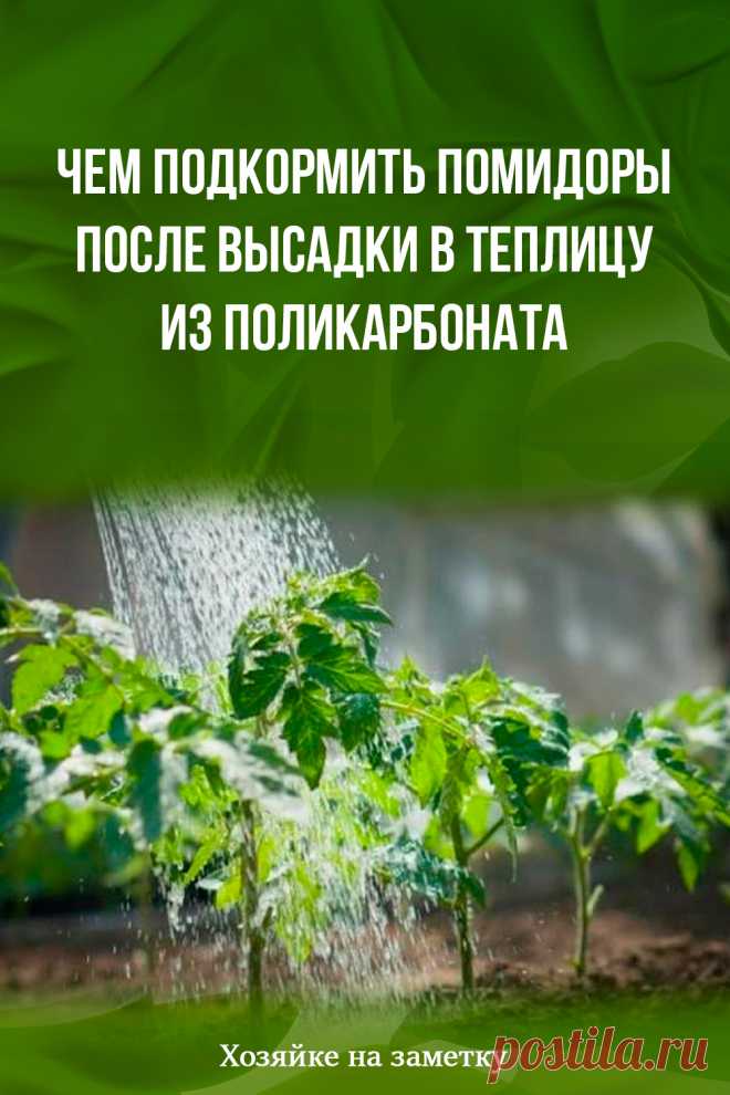 Чем подкормить помидоры после высадки в теплицу из поликарбоната