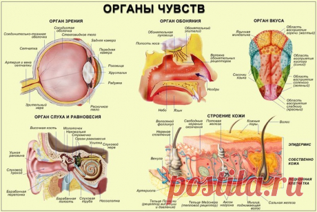 Упражнения восточной медицины для органов чувств Язык связан с сердцем, глаза – с печенью, почки – с ушами, лёгкие – с носом и подносовым желобком. Поэтому состояние органов чувств сказывается на внутренних органах.