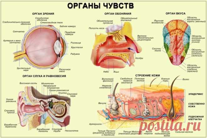 Упражнения восточной медицины для органов чувств Язык связан с сердцем, глаза – с печенью, почки – с ушами, лёгкие – с носом и подносовым желобком. Поэтому состояние органов чувств сказывается на внутренних органах.