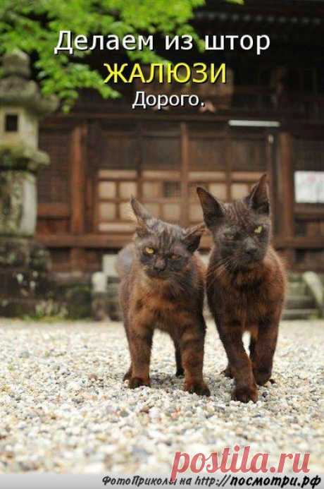 коты