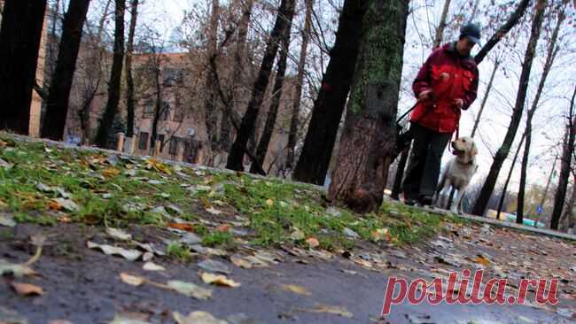 Опрос показал, сколько россиян испытывают упадок энергии осенью