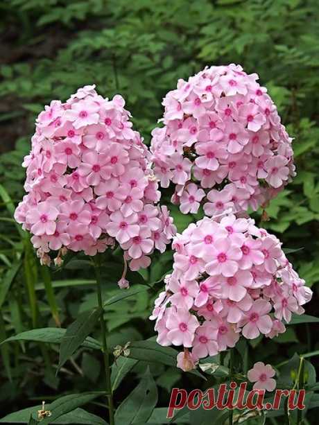 Флоксы – многолетние цветы в саду. Посадка и уход. Популярные сорта флоксов. Фото | Растим растения!