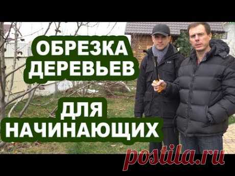 Обрезка деревьев для начинающих. Первые шаги. С Чего начать?