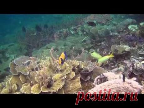 Папуа: Секретный остров каннибалов. 2013 Д/Ф