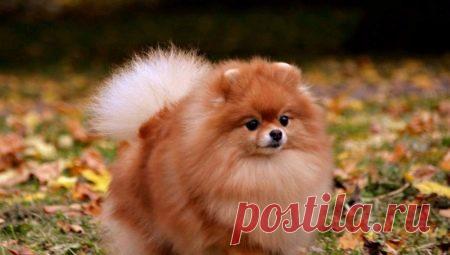 Померанский шпиц лисьего типа (25 фото): описание померанских и немецких лисичек. Чем они отличаются от щенков-медвежат?