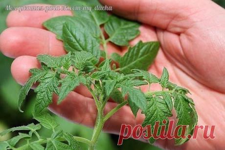 СРОКИ ПОСАДКИ РАССАДЫ ОВОЩЕЙ.