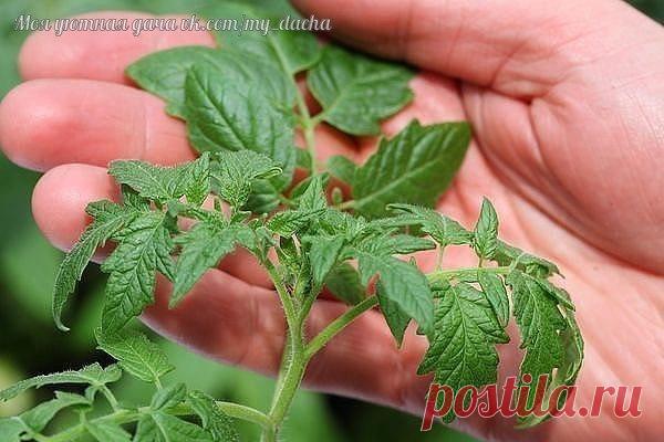 СРОКИ ПОСАДКИ РАССАДЫ ОВОЩЕЙ.