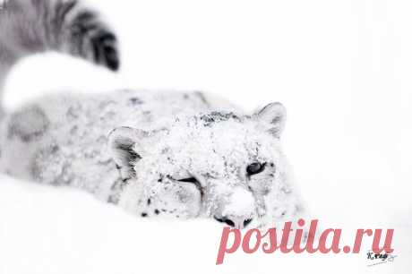 Facebook
Снежный барс. Автор фото: Рафаэль Кетцян.