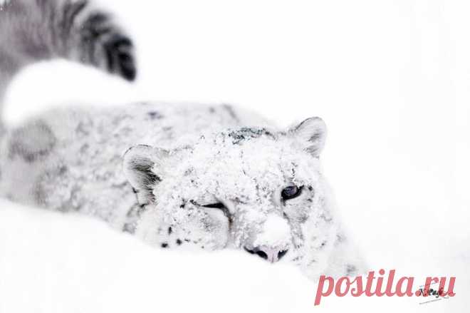 Facebook

Снежный барс. Автор фото: Рафаэль Кетцян.