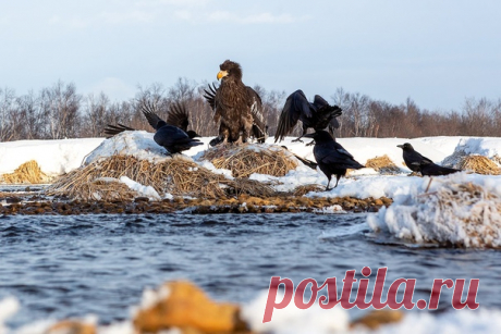 «Чужак» Камчатские вороны окружили белоплечего орлана в бессильной попытке прогнать его. Фотограф – Денис Будьков: nat-geo.ru/community/user/1437