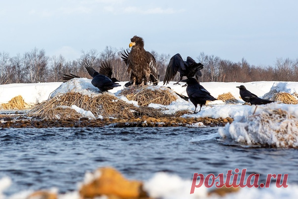 «Чужак» Камчатские вороны окружили белоплечего орлана в бессильной попытке прогнать его. Фотограф – Денис Будьков: nat-geo.ru/community/user/1437