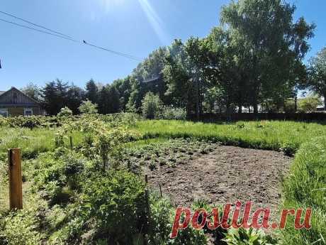 Почему прополка сорняков в жару – пустая трата времени: когда их удалять наверняка. Многие дачники героически борются с сорняками под палящим солнцем, даже не подозревая о бесполезности своих усилий.