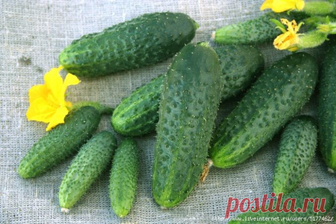 Как вырастить вкусные огурцы