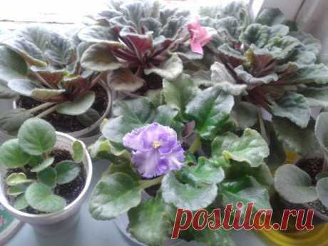 фиалковое царство