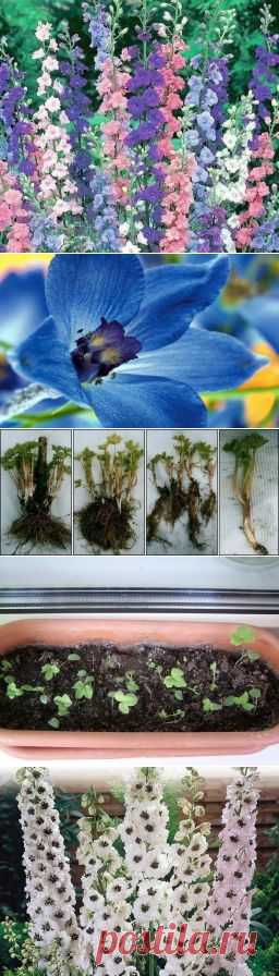 Познакомимся с дельфиниумом? - Садоводка