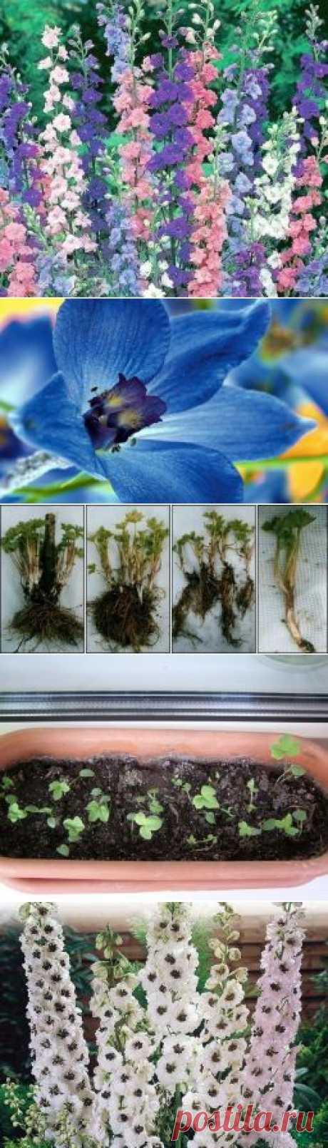 Познакомимся с дельфиниумом? - Садоводка