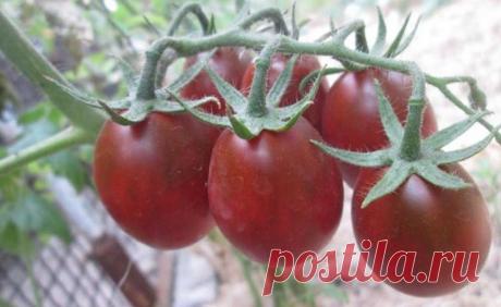 Помидор Де Барао черный: характеристика сорта, его достоинства и недостатки, особенности агротехники | Журнал "JK" Джей Кей Сорт томатов Де Барао черный был выведен в Бразилии много лет назад, а в 1997 году его внесли в Госреестр РФ. Но по сей день помидоры черного цвета воспринимаются многими как экзотическая новинка. В этой статье расскажем о плюсах и минусах этого интересного сорта, а также об особенностях его агротехники.