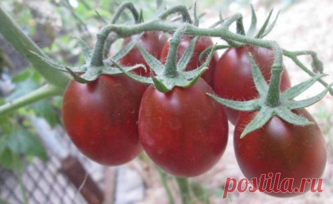 Помидор Де Барао черный: характеристика сорта, его достоинства и недостатки, особенности агротехники | Журнал 