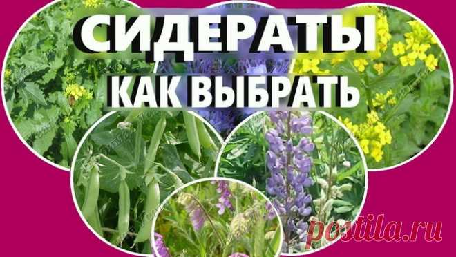Какие сидераты восстановят почву после помидоров