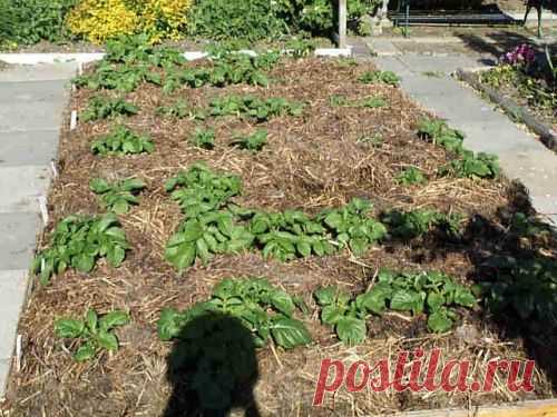 КАРТОФЕЛЬ ПОД СОЛОМОЙ | Самоцветик