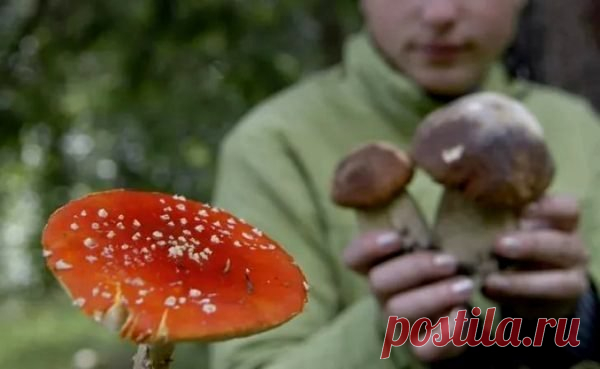 ПЕРВАЯ ПОМОЩЬ ПРИ ОТРАВЛЕНИИ ГРИБАМИ — Копилочка полезных советов