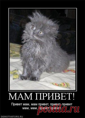 Бог создал Кошку, чтобы у человека был тигр, которого можно погладить.