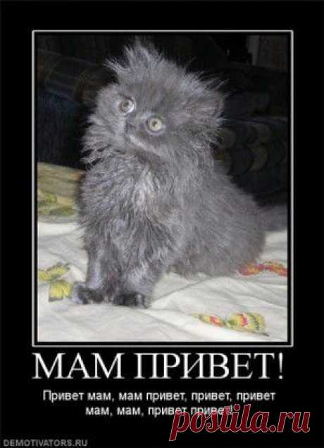 Бог создал Кошку, чтобы у человека был тигр, которого можно погладить.