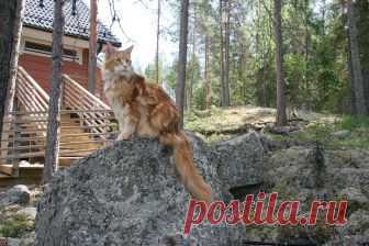 Фото Осеннее настроение✿На даче Рыжик◕❀ ..