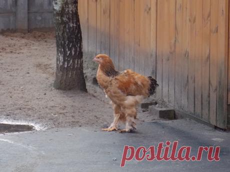Курица мохноногая.