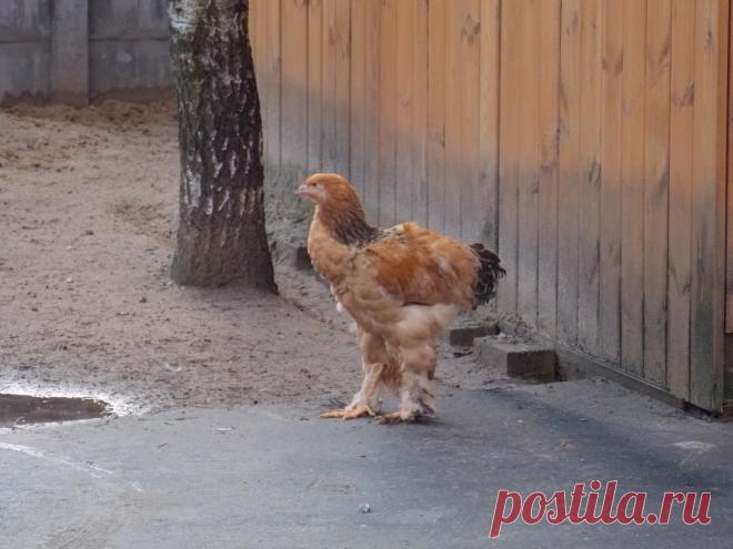 Курица мохноногая.
