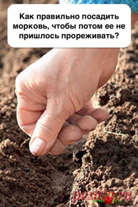 С чем сажать морковь на одной грядке: соседки ахнут от зависти — урожай на огороде богатый