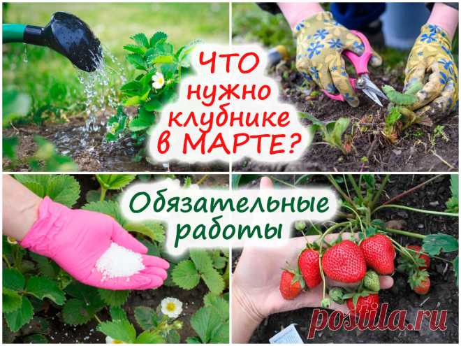 Что нужно в первую очередь сделать на клубнике в марте – обязательные весенние работы!