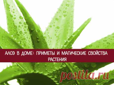 Алоэ в доме: приметы и магические свойства растения