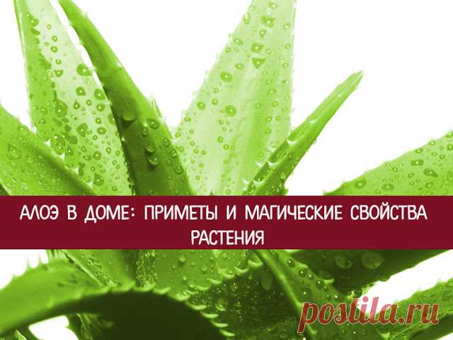 Алоэ в доме: приметы и магические свойства растения