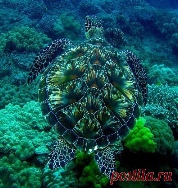 Черепаха с фейерверком на панцире