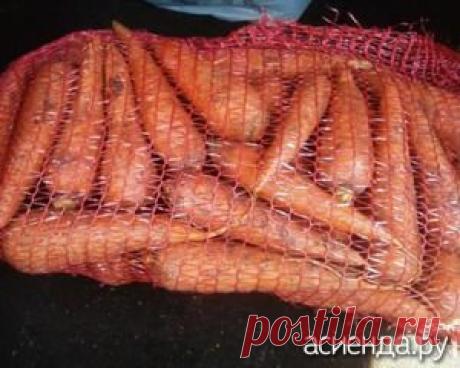 Как правильно хранить морковь. Часть 1 - хранение моркови, как правильно хранить морковь